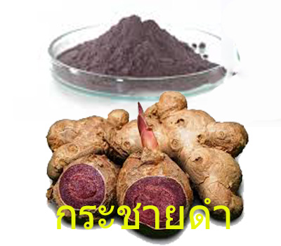 สารสกัดกระชายดำ