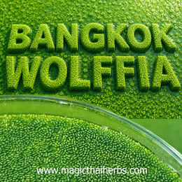 ไข่ผำ Wolffia